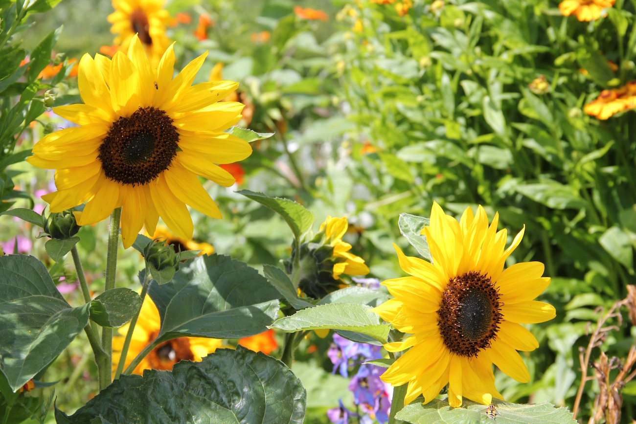 Sonnenblumen im Nolde-Garten