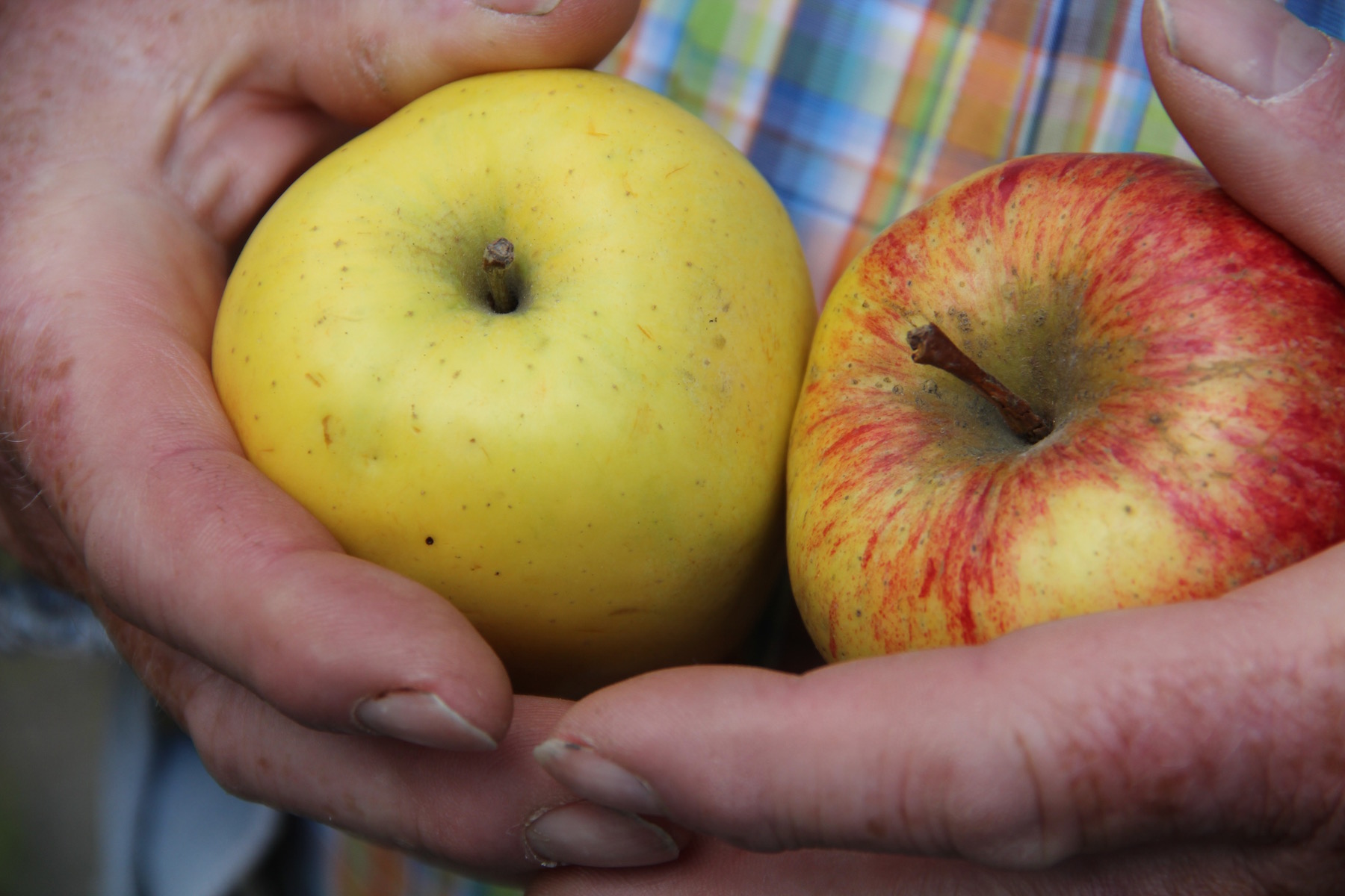 Eckart Brandt hält zwei Äpfel in den Händen.