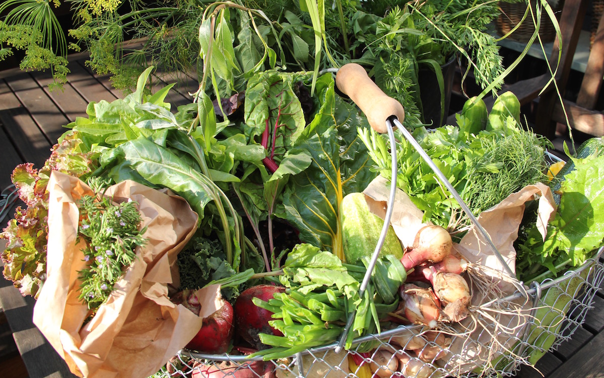 Erntekorb prallvoll gefüllt mit Salaten, Mangold und Zwiebeln