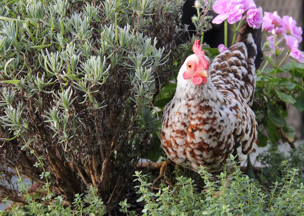 Ein Huhn in einem mit Thymian und Lavendel bepflanzten Blumentopf