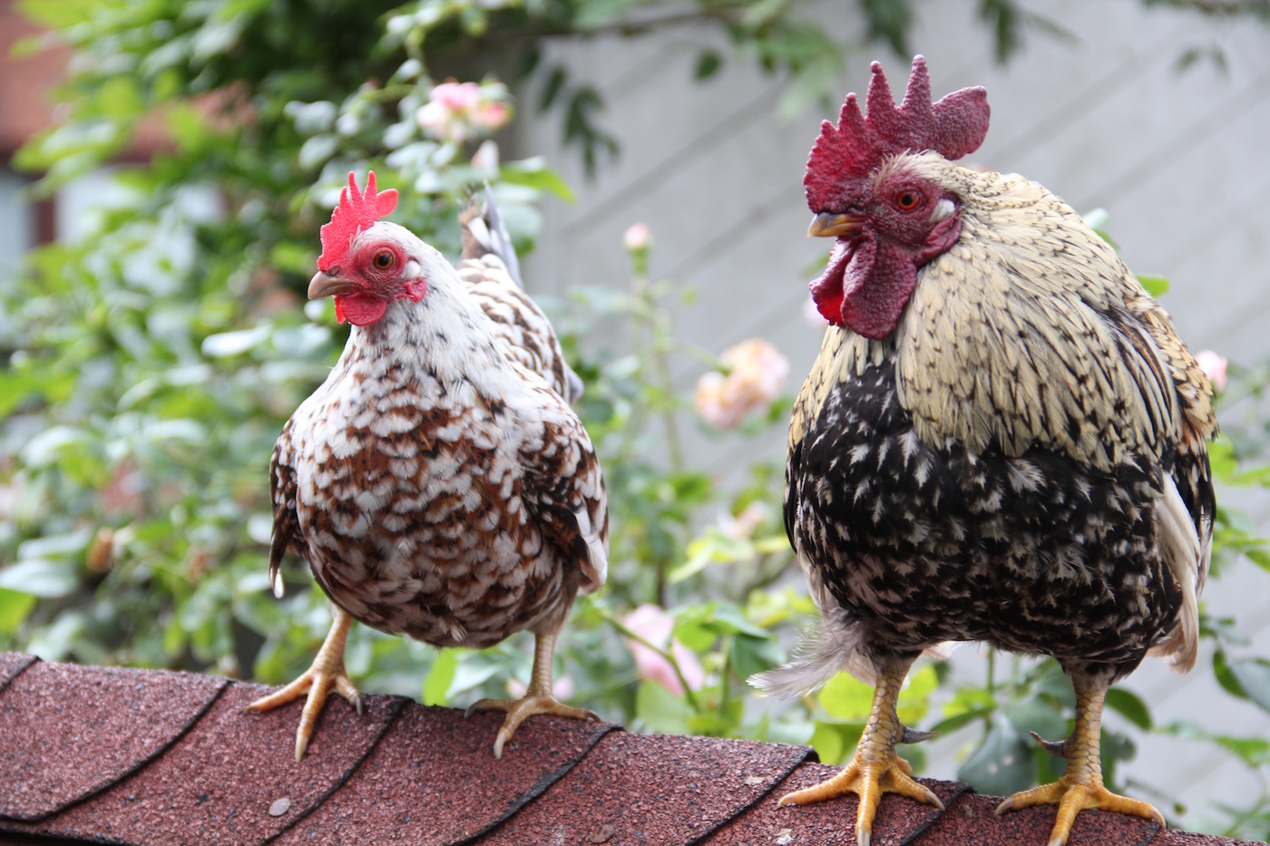 zwei Seramas auf dem Dach eines Hühnerhauses