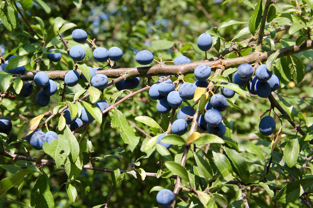 Zweig eines Schlehdorns mit vielen Früchten dran