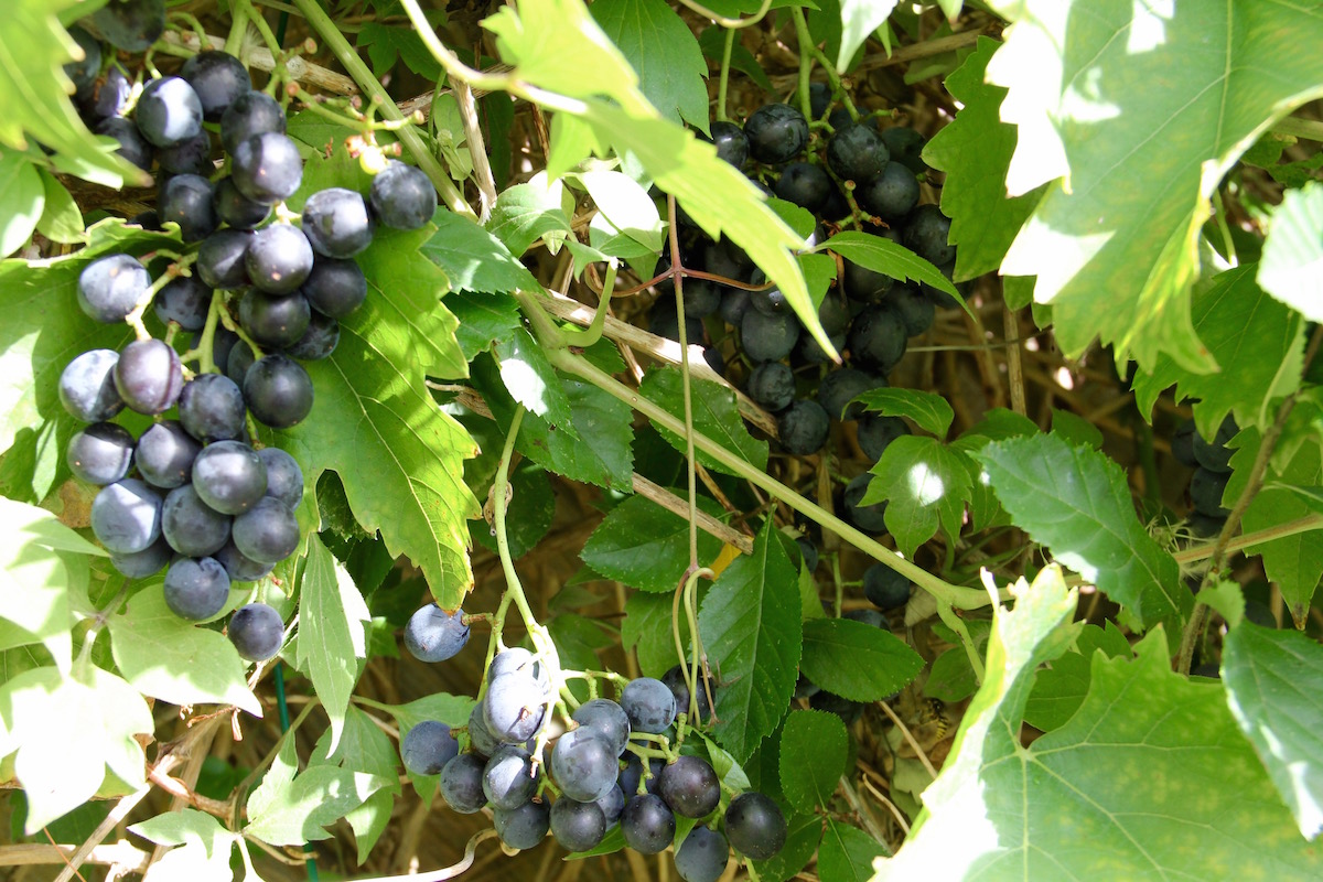 blaue Weintrauben