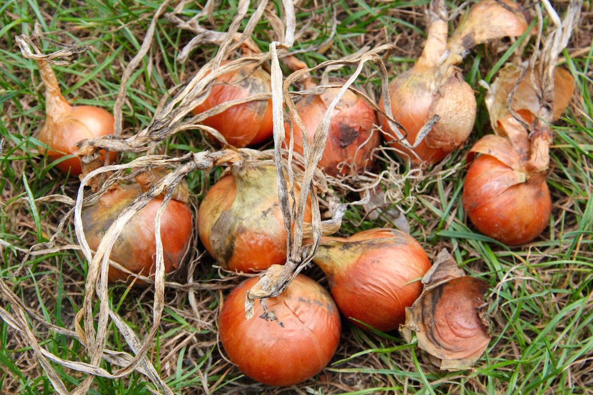 Zwiebeln mit vertrocknetem Laub nach der Ernte im Gras