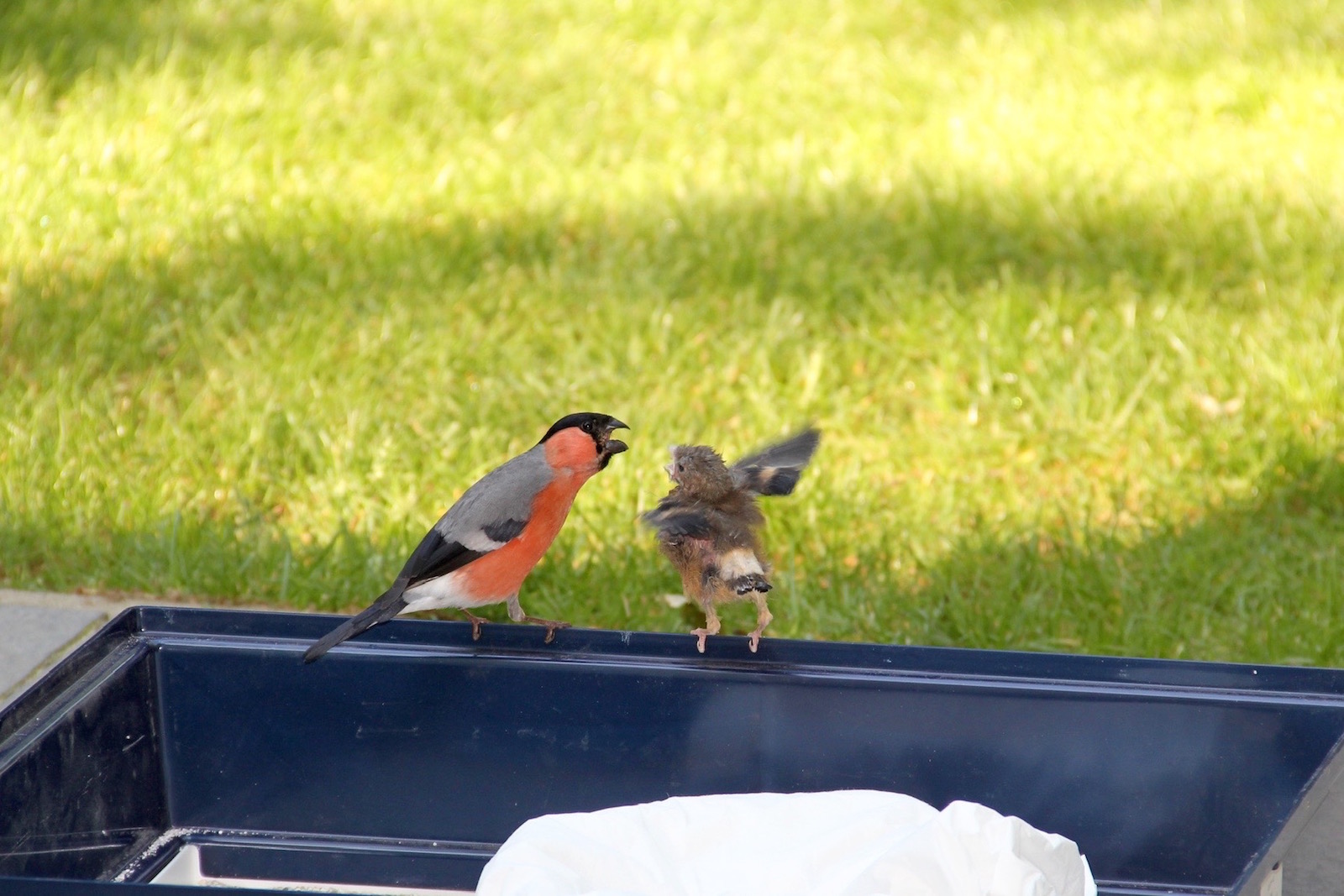Der Gimpelvater füttert sein Vogelkind auf dem Bodenkasten des Vogelkäfigs