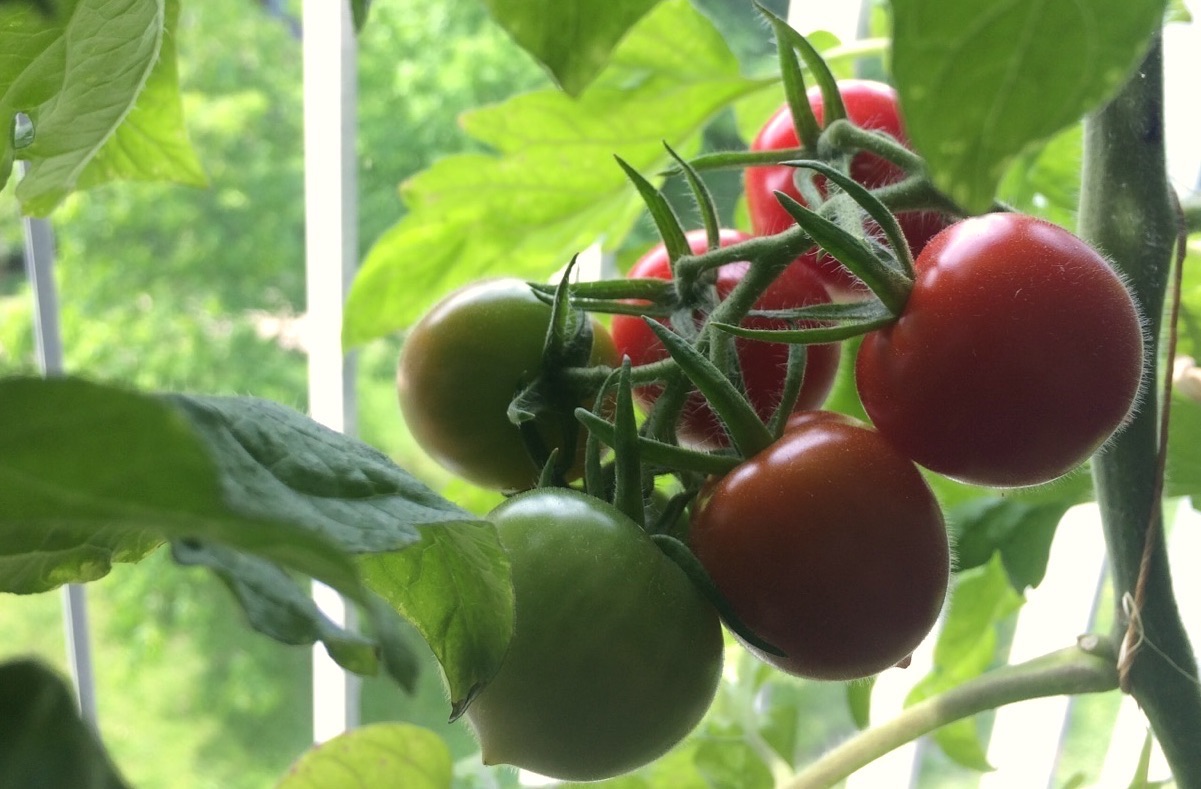 Fast reife Tomaten an der Pflanze