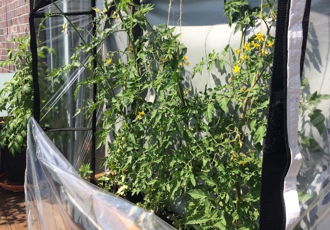 Blühende Tomatenpflanzen in einem Tomatenhaus auf einem Blakon