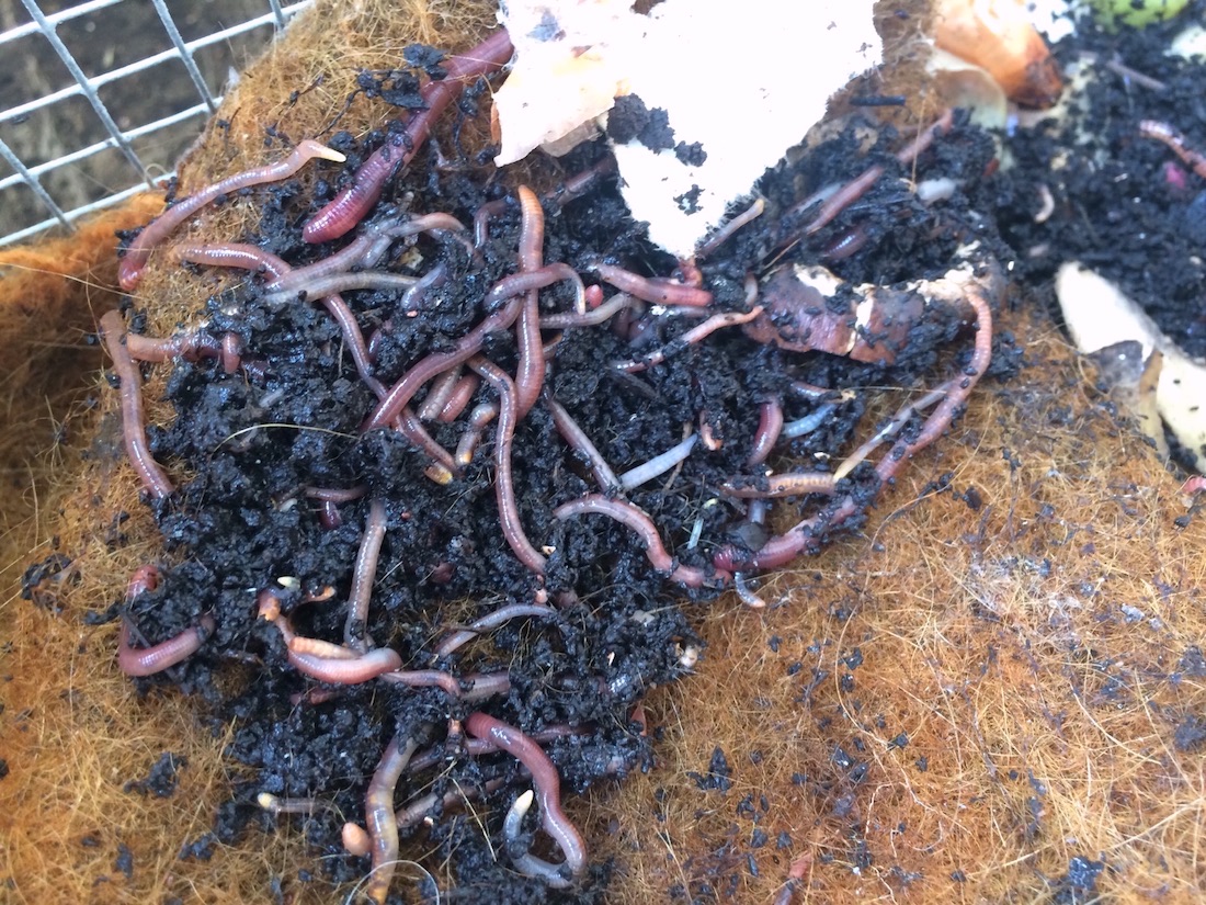 Kompostwürmer in der Wurmkiste