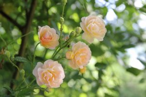 Im Garten von. . . Eleanor Bick – Grüne Töne