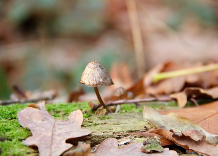 kleiner Pilz wächst auf Totholz im Moos