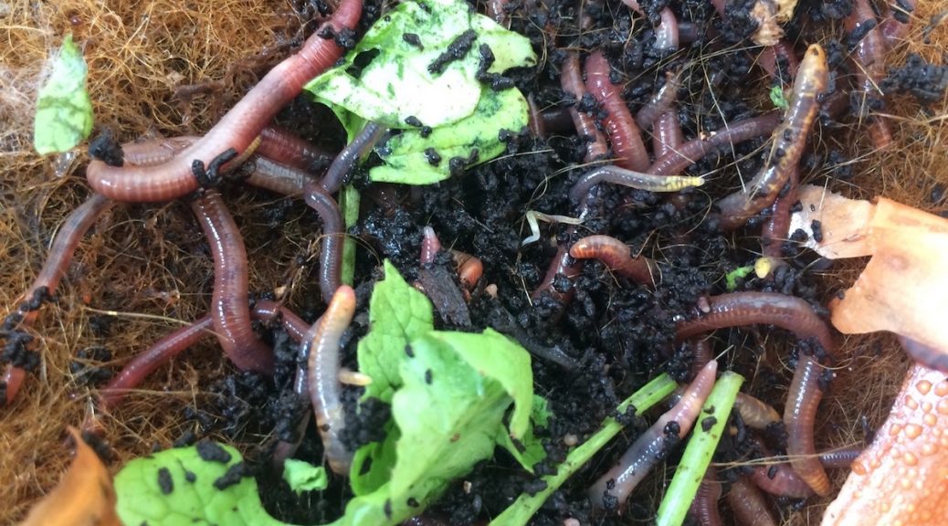 Kompostwürmer mit Erde und Gemüseresten in der Wurmkiste