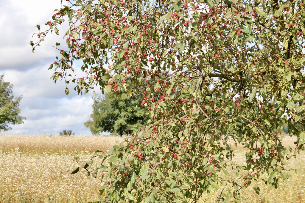 Ein mit roten Äpfelchen behangener Zierapfelbaum vor einem Buchweizenfeld.